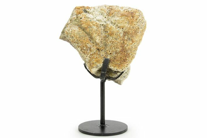 Dinosaur (Triceratops) Frill Shield Section w/ Stand - South Dakota #363556